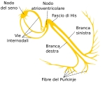 ANATOMIA DEL SISTEMA DI CONDUZIONE